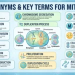 synonyms for mitosis